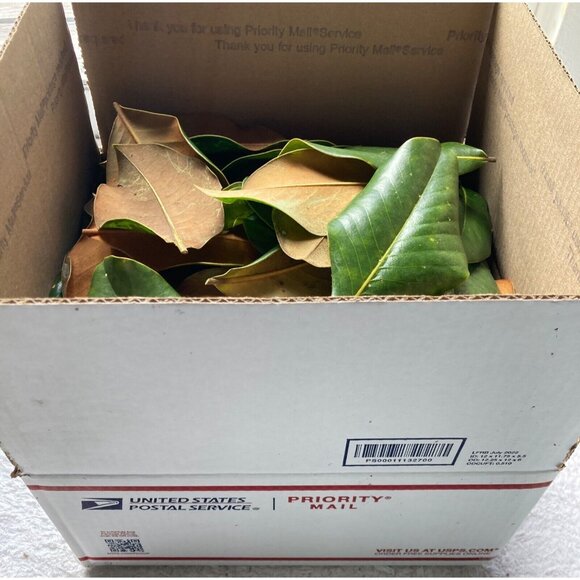 MAGNOLIA LEAF LITTER for terrariums & vivariums - Picture 2 of 2